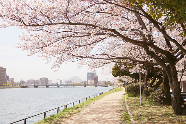 京橋川河畔の桜と川下に荷の島の写真