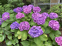 花壇の紫陽花
