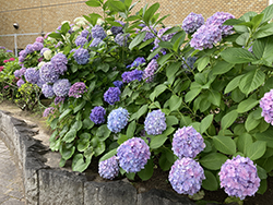 花壇の紫陽花