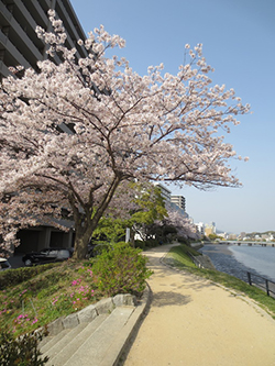 桜の頃の遊歩道