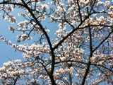 神乃倉の桜です。今年はちらほら咲いている樹がありました。